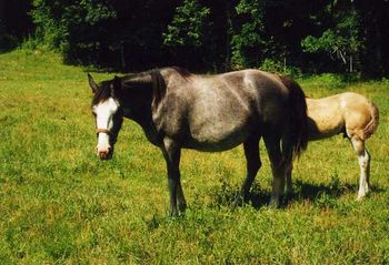 Fancy Blue Devil Congrats to Toby and Heather Connor of www.lonewillowstables.com, on the purchase of this nice mare.