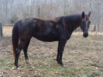 Copy Of Midnight Mindy Congrats to the Oliver family of Elk Horn, KY on this nice mare.