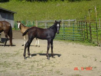 Proud Truth X Donna's Midnight Delight 2007 colt. Another Shade Of Genius Congratulations to Bonnie Thompson of Worthington, IN! Keep your eye's open for this young grey stallion! Bonnie plans to stand him at stud.