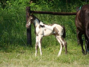 Dam: Donna's Midnight Delight Filly 5-23-09.