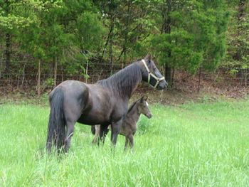 Reflection Of Red Mark Congrats to Lexi of Big Spring, KY, on this sweet mare and bred back.