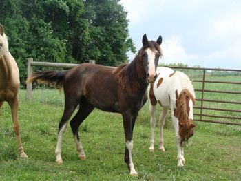 He's Ebony And Ivory X Gentlemans Wicked Lady 2010 filly. Gen's Moonlight Lady 88 Congrats Ben of Otisco, IN on this beautiful filly!
