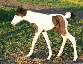 Dam: Whiteside's Secret (outside mare) Tovero Filly, foaled 2009.