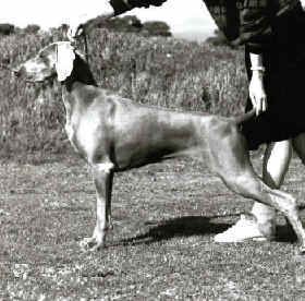 Dual Champion Waldwiese Ginja Jones CD CDX UD TD TDX ET S: Ch Lindridge Wakefield D: Ch Waldwiese Classic 05/03/88 - 27/01/01 A truly great ambassador for the breed 'Ginja' was an outstanding example of the breed, winning many In Group & In Show awards. She was the first, and to date the only, Dual Champion Weimaraner bitch in South Australia. Litter sister Waldwiese Gypsey Rose ( P & T Jellesma) also achieved her obedience championship. 'Ginja' was my 'once in a life time' dog. Not only did she win consistently in the show ring (over 1000 CC points) but she achieved the highest awards in obedience and tracking. 'Ginja' was Claire's teacher in the show ring and her faultless temperament earned her many friends. A truly GREAT dog. Some of her major wins include 1993 Top Showing Gundog Bitch Top Obedience Bitch Top Open Gundog Top Tracking Bitch Weimaraner Club of SA Top Showing Weimaraner Dual Purpose Bitch Trophy 1994 Best of Breed - Adelaide Royal All Breeds R/U Best In Show 1995 Weimaraner Club of SA Bitch CC & R/U Best In Show 1996 South Australian Obedience Dog Club Top Dog of the Year 1997 Weimaraner Club of SA Top Obedience Dog 1998 Weimaraner Club of SA Top Obedience Dog