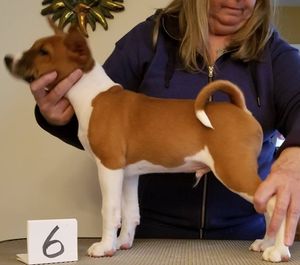 Carl at 10 weeks old