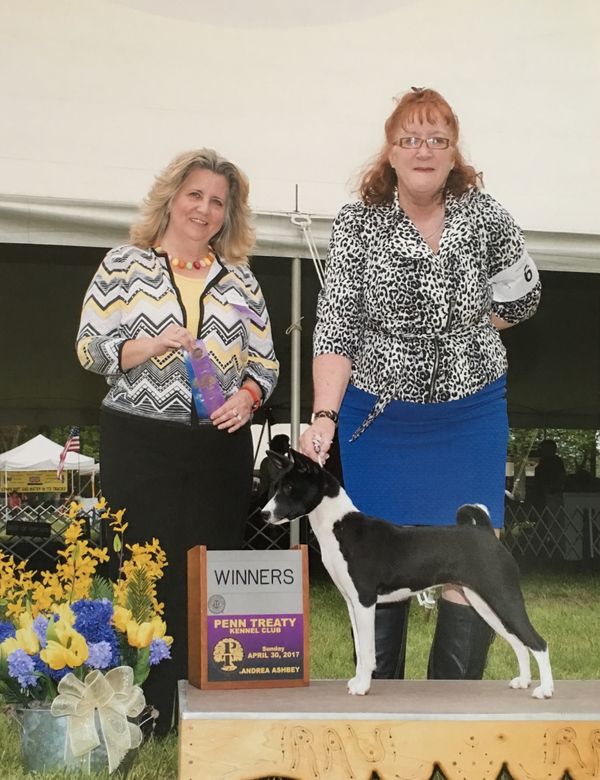 Ya-Ya and her first AKC Points.
Penn Treaty Kennel Club
April 30, 2017
Judge Deirdre Petrie
WB - 2 points