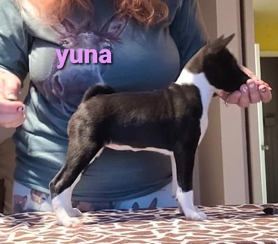 Tammen's Bada Bing Girl