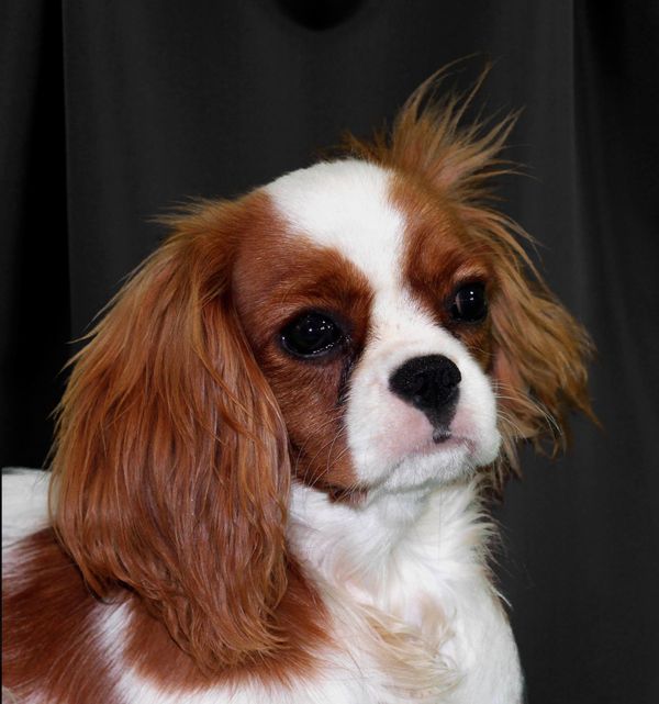 PeeWee
Flying Colors Justin Spring
AKC CH Always Heavenly Heidi