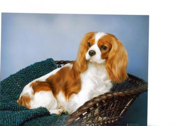 AKC Champion Always Heavenly Heidi, multiple best of breed winner over campaigned specials. Heidi finished her championship in record time for a very young girl. Heart, eye and patella clear as of November 2012