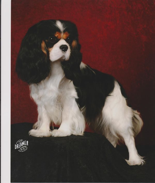 AKC CH JP's Majestic Prince at Always
Heart and Eye clear per specialists as of 11/2015