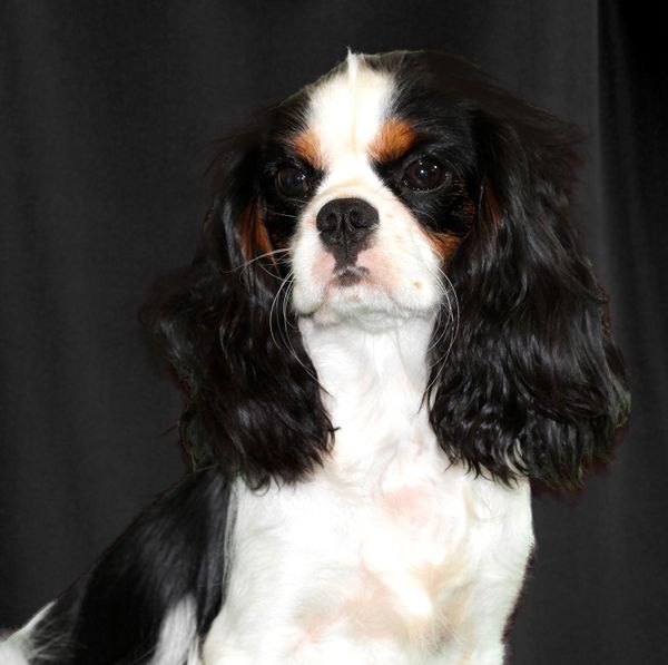 Sparkle
Flying Colors Justin Spring daughter
Homerbrent, Perle du Sahel mother
Heart and Eye clear per Specialist 11/14