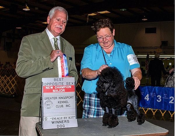 Introducing our new boy
Ch. C-More's Fantasy Fest
with professional handler Laurie