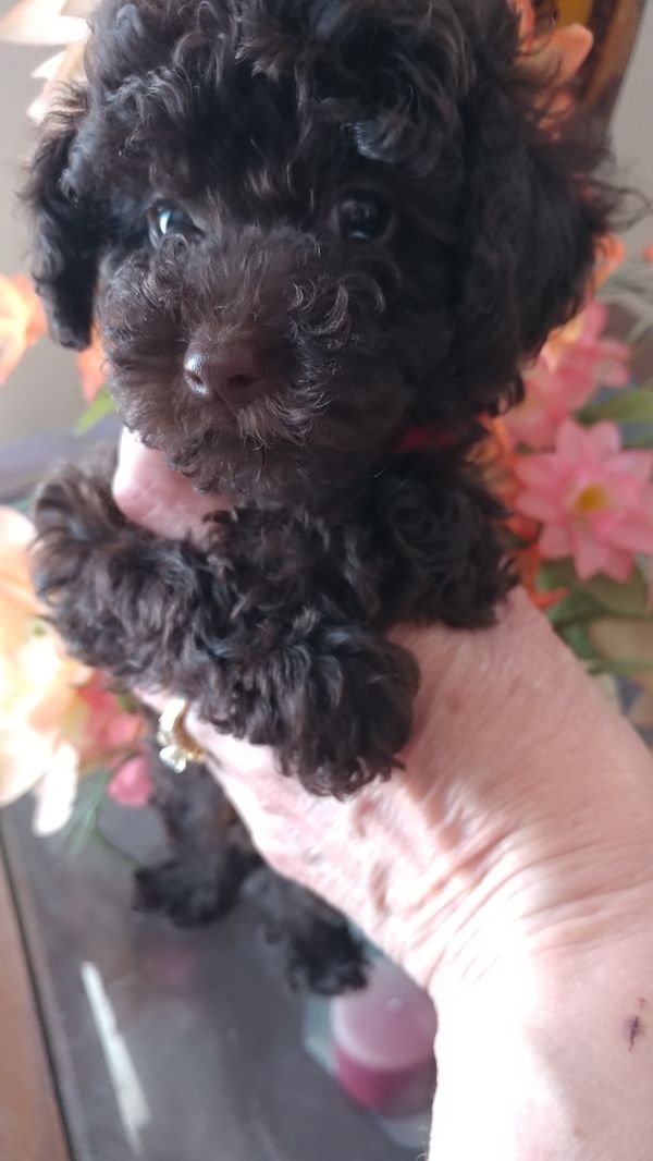 Tiny Toy Female available. Will be appx 4 lbs
