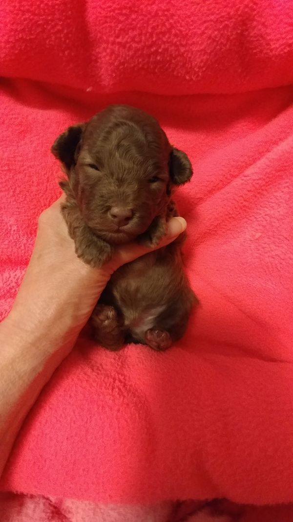Maxwell is little toy boy and going to live with his new family in Idaho