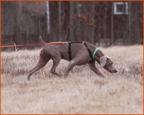 Tracking Dog