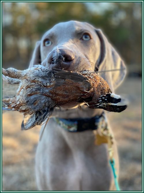 Fun at Gray Dog Farm!