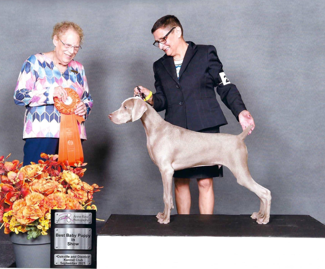 Best Puppy In Show
