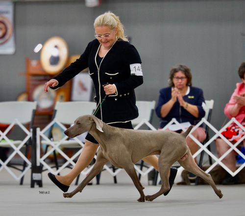 Zeiss Showing at the 2022 Weimaraner Club of America Nationals