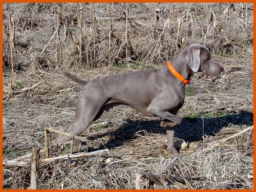 Senior Hunter
