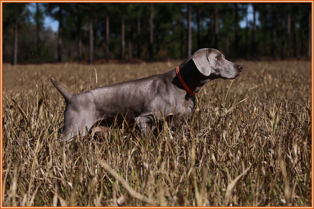 Frankie still enjoying hunting at age 10 at Gray Dog Farm