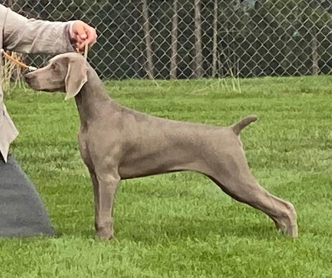 Best Puppy In Show