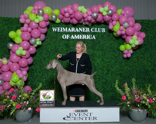 Zeiss at the 2022 Weimaraner Club of America Nationals - Making the final cut!