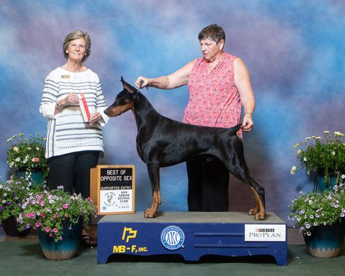 GCH Cambria's Top Shelf