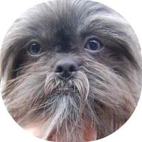 A True Blue Shih Tzu