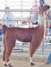 DDH'S Scarlett ~ Thank you, Amy & Madeline! Big Rapids, MI