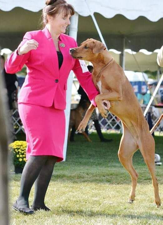 Proud of our Joonbug for earning her ROM title in 2021! Joon has 5 pups between the 2 litters she had that became AKC Champions. Penny, Remy, Grimm from Sonny & Joon litter 2017 Roland & Ember from General & Joon litter 2018 Nathan and I are so proud of our TuckerRidge pups.