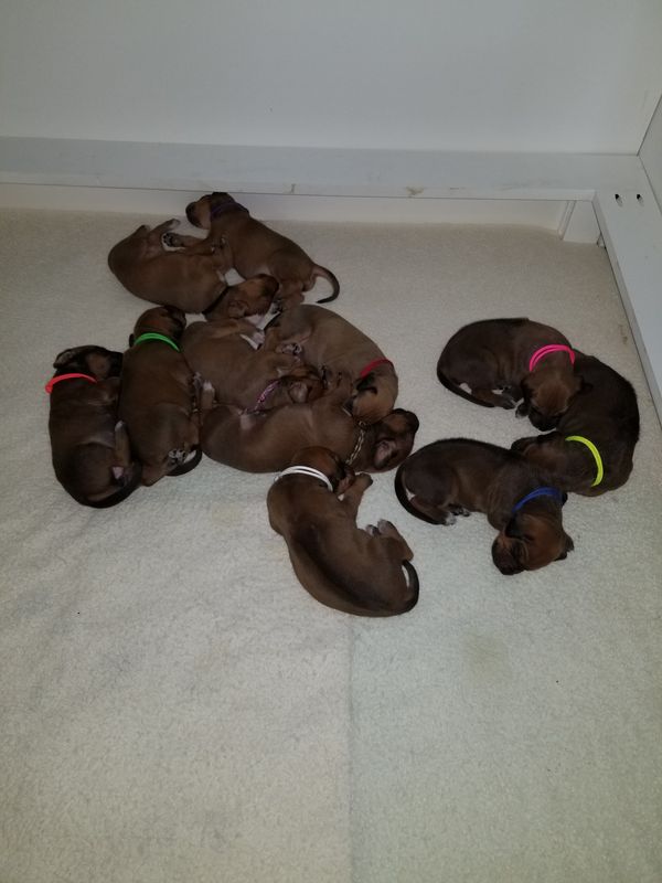 Puppies 2 weeks old