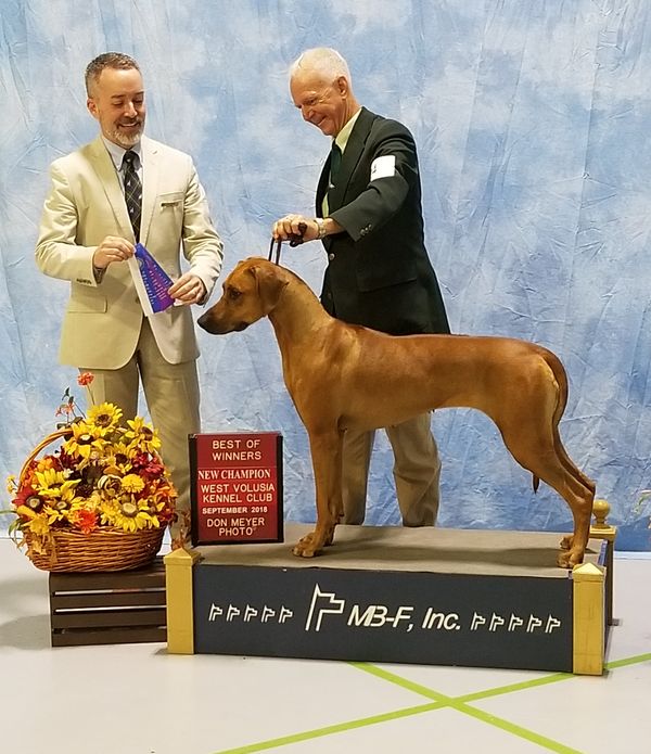 We are so excited to announce Our 3rd newest Champion from Sonny & Joon Litter 2017 Handled by Ron Bigford on 9/23/18 at 20 months old. At the Deland FL shows. Remy is Loved and owned by Deborah Rocco and Co Owned by Dr. Paula Alshouse Thank you Deb and Paula for taking great care of Remy.
CH TuckerRidge Stand by You at Khalfani/ RoccRidge "REMY"