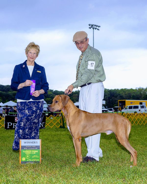 So Excited to announce our 2nd puppy to earn his AKC Championship is:
CH TuckerRidge Ark of the Covenant by Lionlamb Call name Grimm Owned and Handled by Jill Wright except for his last 4 point major that earned his Championship handled by Joseph Horvath Judged by Ms. Linda C. More at the Tuxedo Park Kennel Club PA
We are so proud of Team Grimm! Thank you Jill, we are very proud breeders here at TuckerRidge!