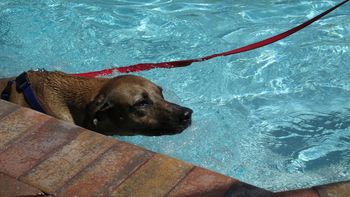 Lilly getting ready for Nationals in Orlando FL 2012 She did a great job swimming but she had to work at it lol