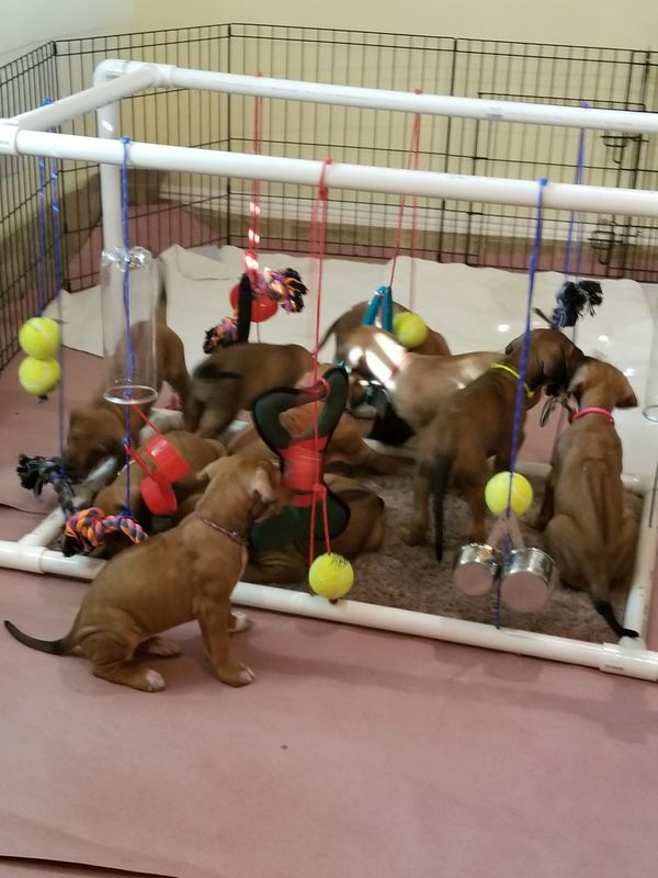 Their new Play gym for stimulation