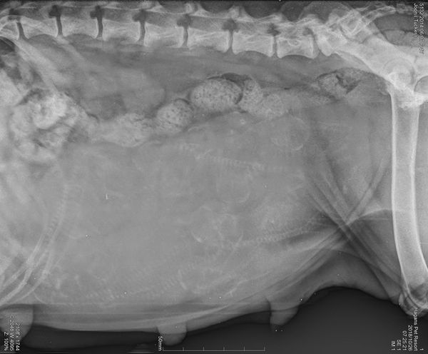 Joon's X-RAY Day 56 We see 9-11 babies!