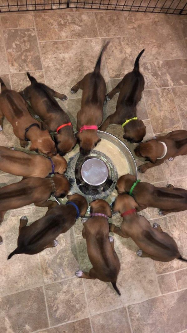 First meal