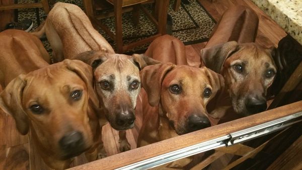 Our gang at TuckerRidge from Left to right- Joon, Lilly, Pepper & Roxy 2016