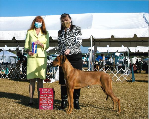 CH TuckerRidge's Eternal Flame So proud of Ember our 6th Champion and 2nd to finish out of Bred by classes January 2021 Joon/General litter 2018
First time Nathan missed out on the Champion picture because the show was on a Friday so he was working.