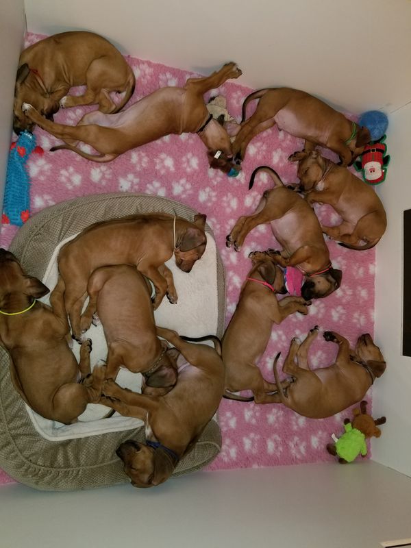 The Little bugs are growing out of their whelping box lol 7 weeks old