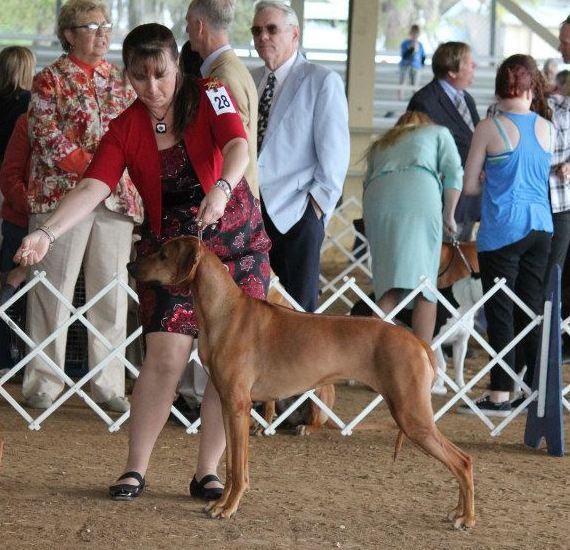 CH TuckerRidge Bold & Spicy Of Regal JC, CGC, "Pepper" Is our second Ridgeback, Owner handled to her Championship in 2013