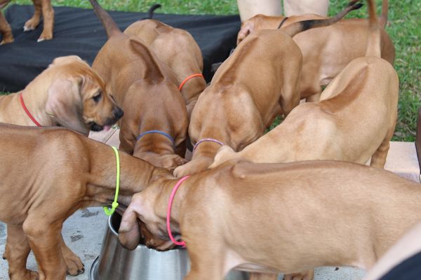 Out side play makes for thirsty 8 week old puppies.