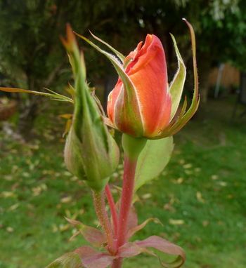 France Libre in bud..A fiery yellow-orange rose, sometimes touched with pink on the outer edge..Photo here in full bloom soon !