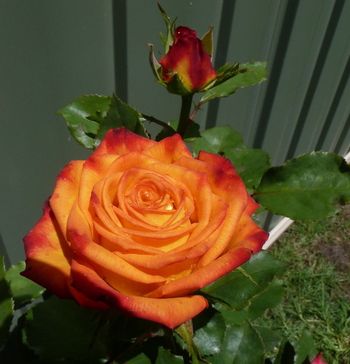 Magma is a stunning bi-coloured rose with yellow & red blooms on long, single stems with very few thorns..an excellent cut flower...