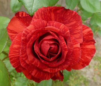 Winner of the International Cut Flower of the Year 2000. Bright red petals with deep blood red stripes...