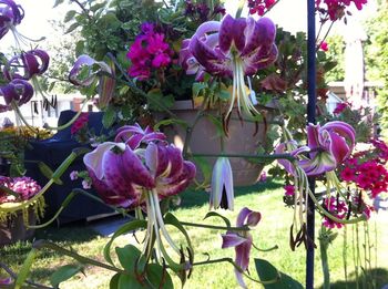 Many people spend every summer at Elim, and this man has a beautiful garden. He had these gorgeous Turk's cap lilies growing by the fence.