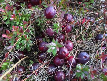 The cranberry fields are planted in bogs, and the berries themselves form under the low growing plants.