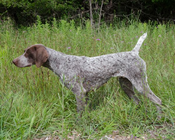DAM. CH< UKC CH Steinhoff's What's your Game CGC NTD (Spirit)