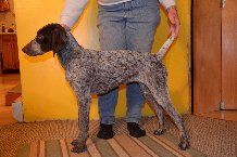 Spirit at 5 months, growing pup nice.
