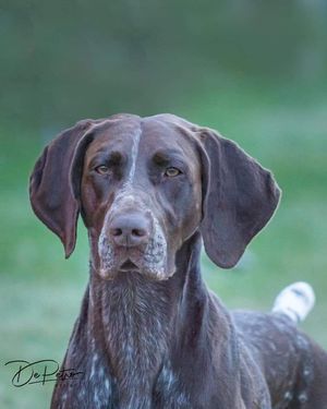 TAKE IT TO THE LIMIT CD,BN,RE,SH,CGC,NAVHDA NA PRIZE 1, GSPCA- NRD, VC